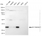 KD-Validated Anti-pro Caspase 3 Rabbit Monoclonal Antibody